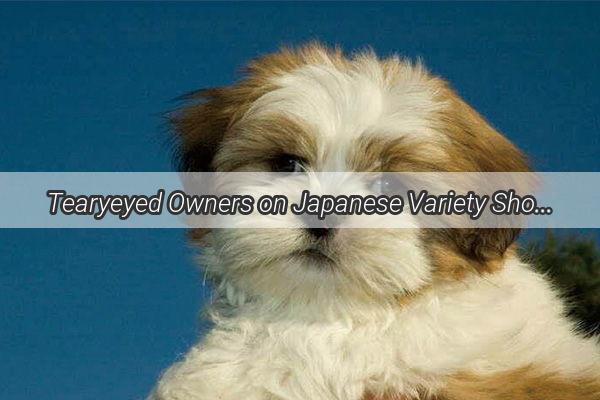 Tearyeyed Owners on Japanese Variety Show Heartwarming Dog Stories thatll Melt Your Heart